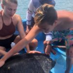 Examining turtles