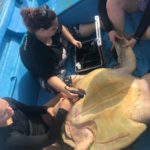 Ultrasound on turtle