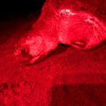 Sea turtle at night