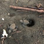 Baby turtles hatching